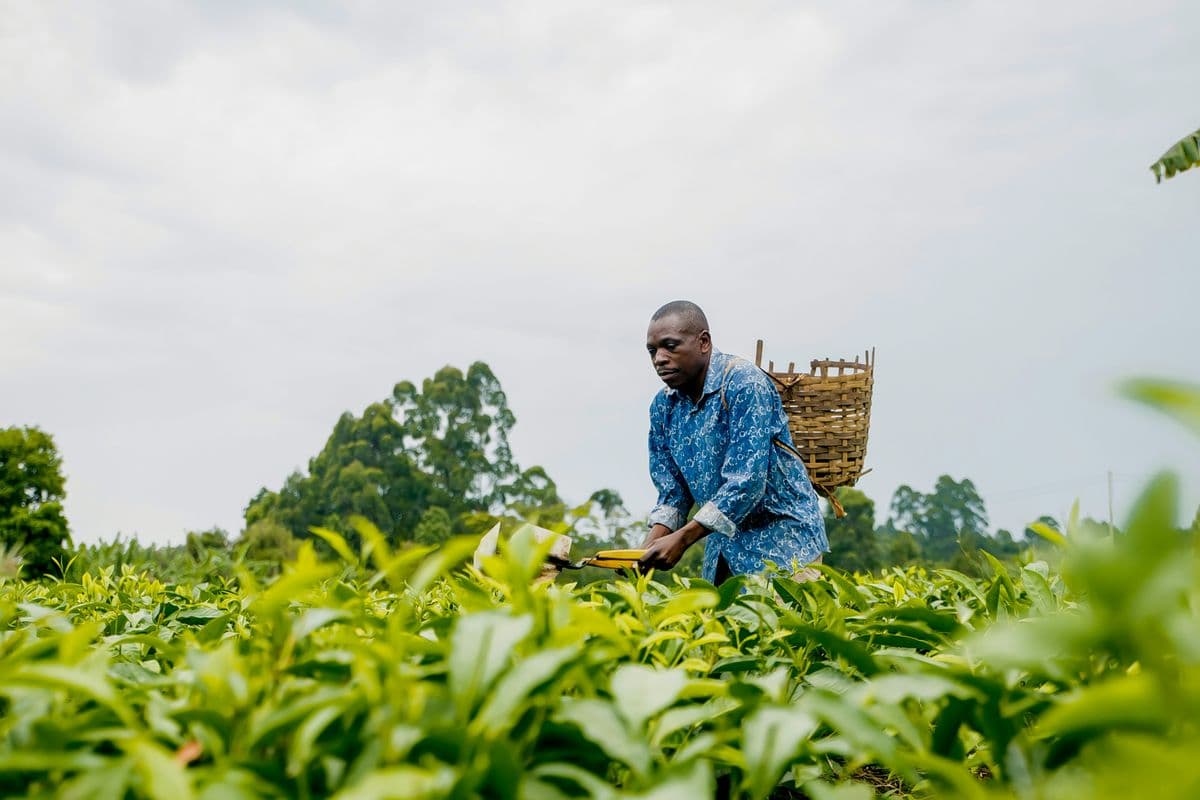 Agriculteur dans un champ en Afrique