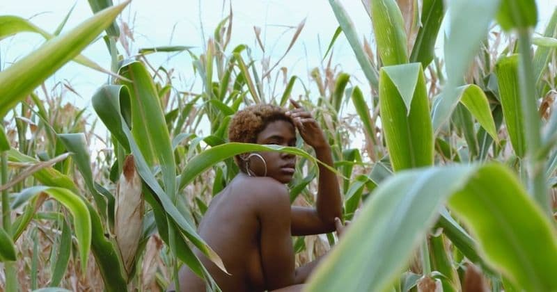 Champ de maïs en Afrique
